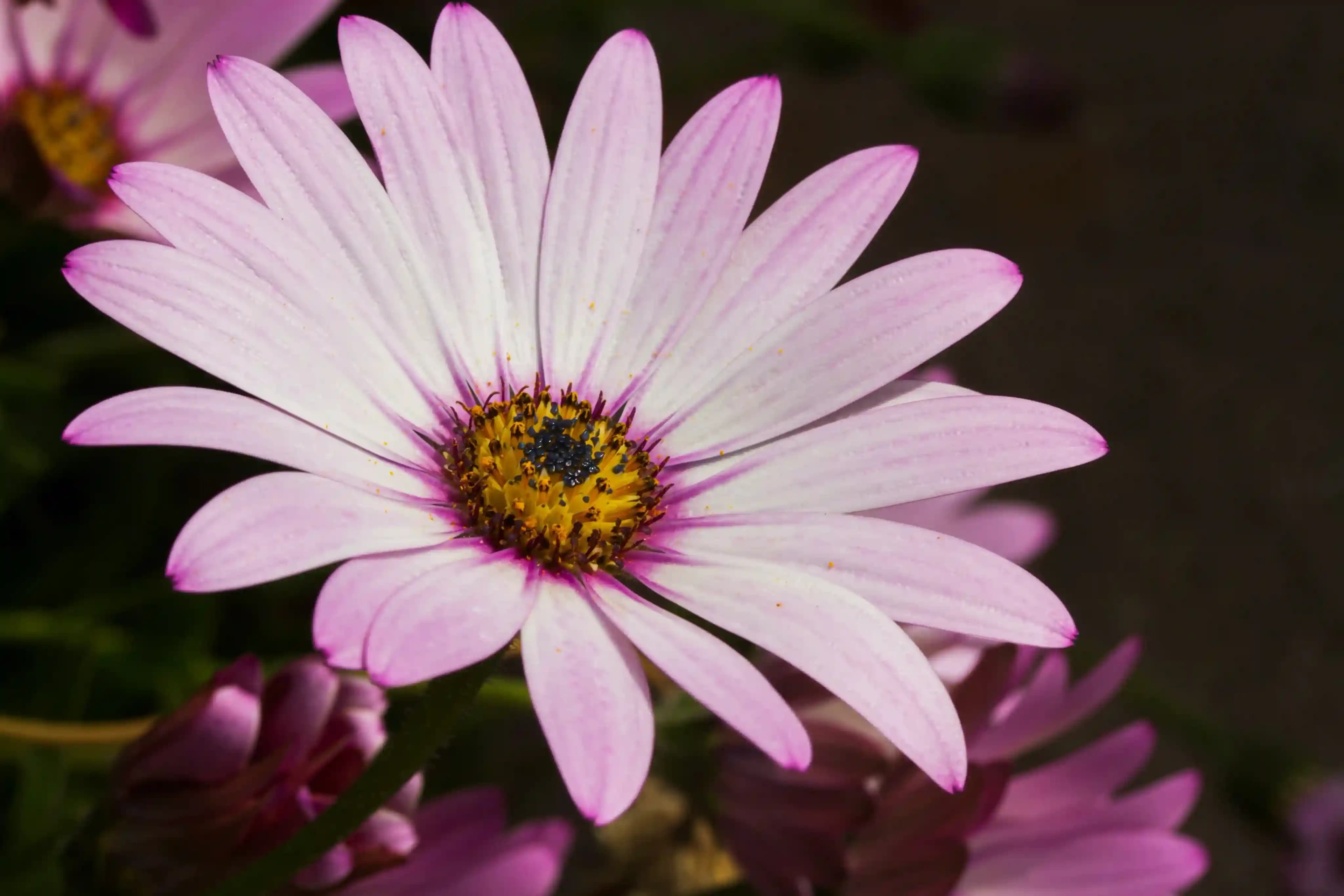 We Source the Blooms