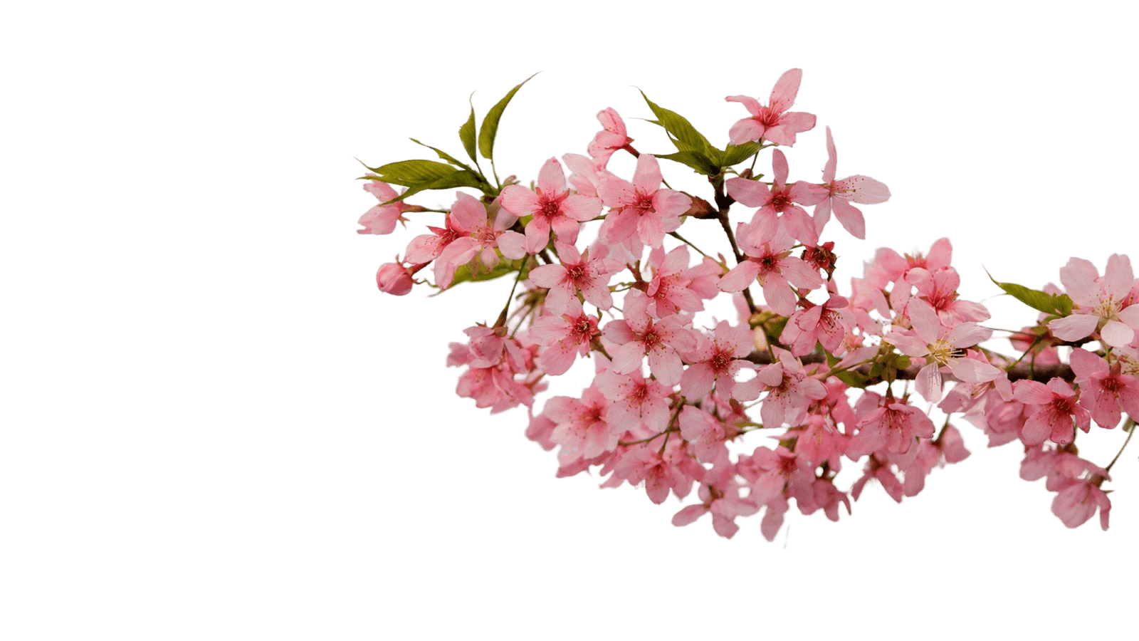 bg-flower