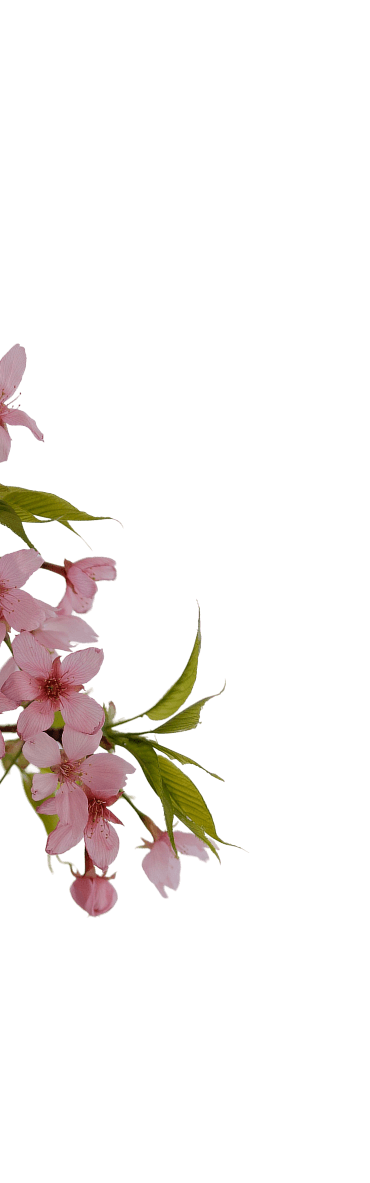 bg-flower