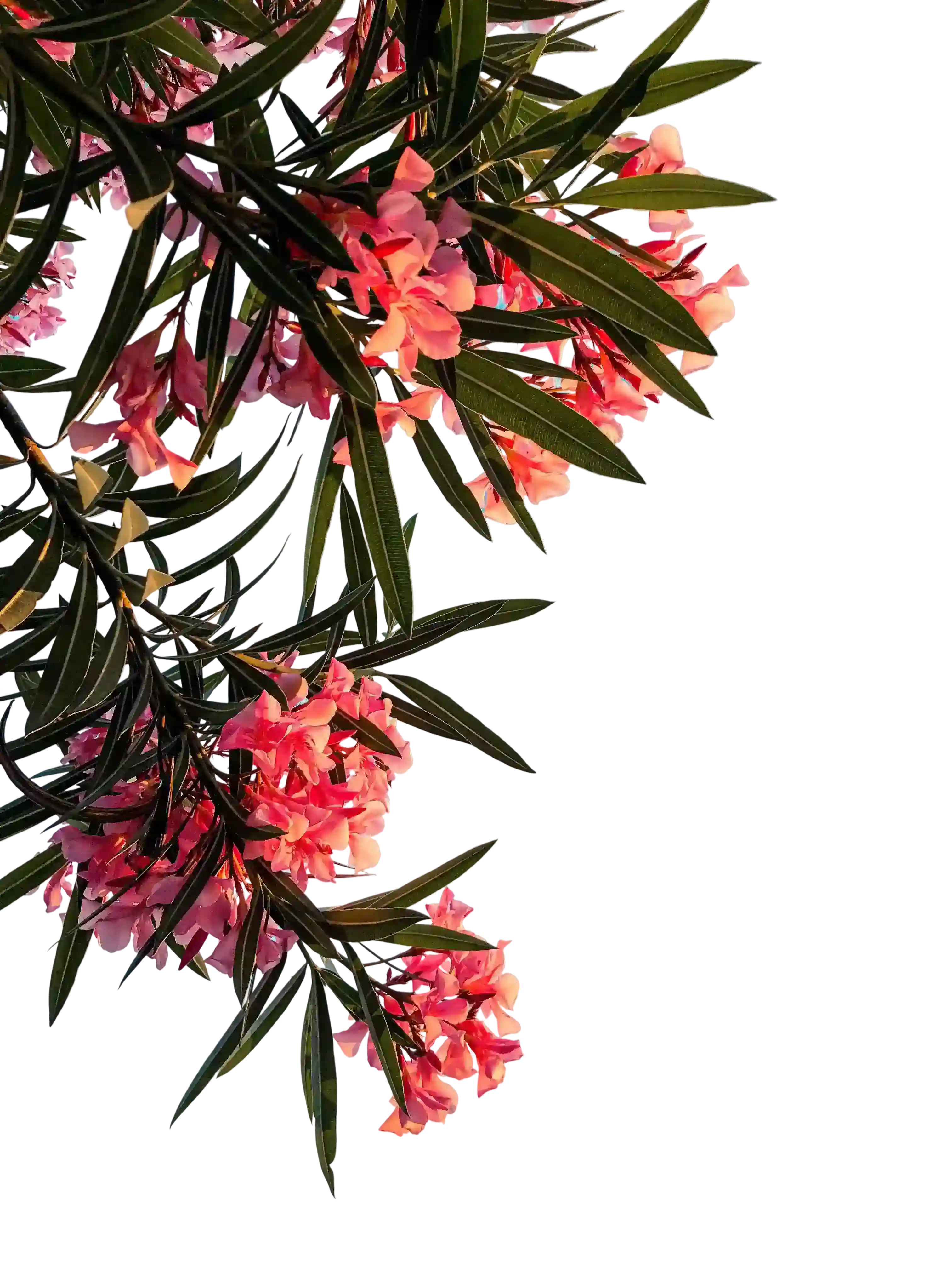 Red Oleander Flowers